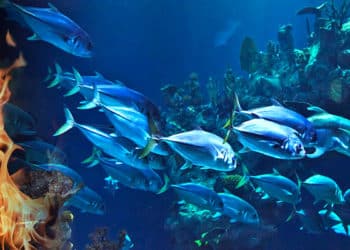 El calor de los océanos es una señal de un planeta que está absorbiendo calor y no liberándolo al espacio.