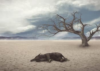 Al no detener el calentamiento global, estamos heredando la muerte para nuestros propios hijos.