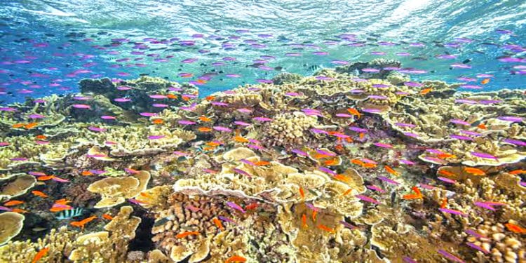 Es fundamental invertir en la restauración de las barreras de coral, que nos protegen de las inundaciones.