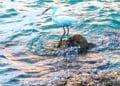 Las algas tóxicas o marea roja, pueden provocar serios problemas de salud. Imagen cortesía: Mariah Reever, Unsplash