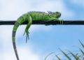 Iguana provoca apagón… ¡en Florida!