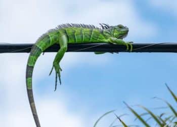 Iguana provoca apagón… ¡en Florida!