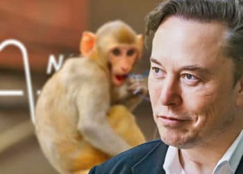 En Neuralink, desde 2018 habían muerto unos 1.500 animales, incluidos más de 280 ovejas, cerdos y monos.