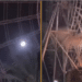 Miami Diario: La atracción «Orlando Eye» queda sin energía con personas adentro