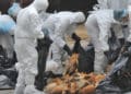 Al sacrificar aves de corral, algunos humanos se han infectado con la gripe aviar.