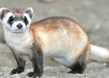El hurón de patas negras es una de las especies animales en peligro de extinción.