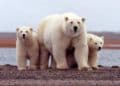 Polémica en EEUU por aprobación de explotación petrolera en reserva natural en Alaska