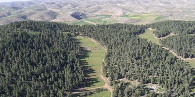 Los bosques