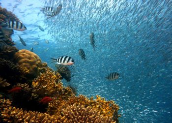 ONU logra acuerdo para crear tratado protección de la altamar