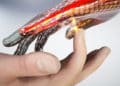 Esta modalidad de piel electrónica, es capaz de percibir sensaciones táctiles y movimiento.