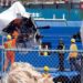 Llegan a Canadá residuos del Titán con posibles restos humanos