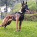 Militares de Colombia buscan al comando canino Wilson en la selva