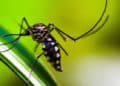 No se debe confundir al mosquito con el zancudo, que es el verdadero portador de múltiples enfermedades, como la malaria.