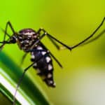 No se debe confundir al mosquito con el zancudo, que es el verdadero portador de múltiples enfermedades, como la malaria.