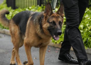 Perro de Biden es el azote de su equipo de seguridad por tendencia a morder