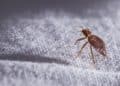 Plaga de chinches se apoderó de París
